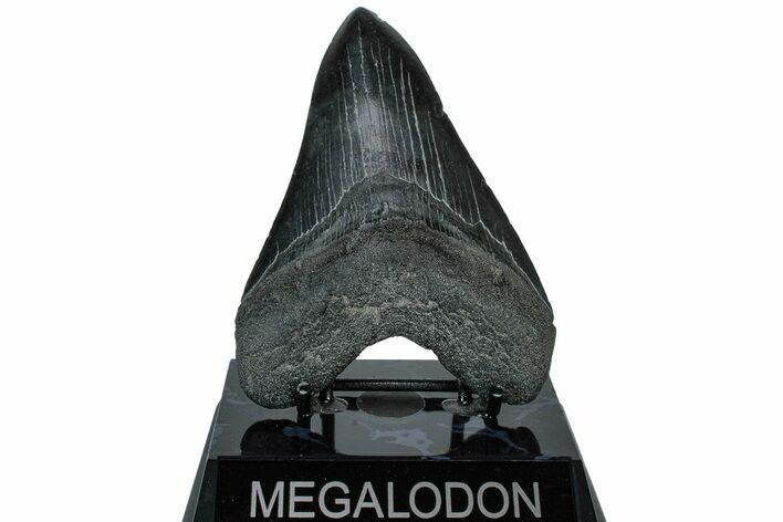Fossil Megalodon Tooth - South Carolina #226763
